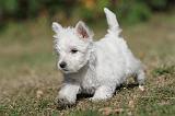 WESTIE 125